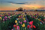 Tulip Flowers Blooming in Spring Season at Tulip Field During Festival at Sunset