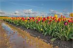 Reflection of Row of Tulip Flowers at Tulip Farm in Woodburn Oregon