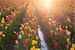 Multi Colors Tulip Flowers Rows Glowing in the Sun During Spring Season at Tulip Farm in Woodburn Oregon