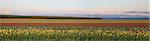 Field of Mixed Color Tulips with Trees Landscape at Tulip Farm in Woodburn Oregon Panorama