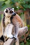 Closeup of a ring-tailed lemur sitting and resting