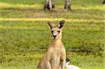 Eastern Grey Kangaroo