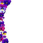Violet Flowers Border With Gradient Mesh, Vector Illustration
