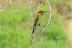 beautiful blue tailed bee eater (Merops philippinus) possing