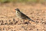 beautiful Rosy Pipit (Anthus roseatus) on ground