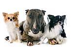 bull terrier  and chihuahuas in front of white background