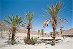 Date palm trees growing in an isolated small oasis at arid dry rocky desert valley