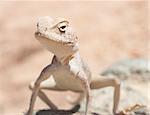Closeup detail of an Egyptian desert agama lizard on in harsh arid environment