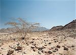 Rocky mountain slope landscape with acacia tree in an arid desert environment