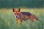 Red fox in a field