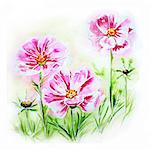 Painted watercolor card with cosmos flowers