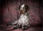 german shorthaired pointer laying down on purple background