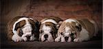 cute english bulldog puppies sleeping - 7 weeks old