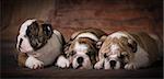 litter of english bulldog puppies - 8 weeks old