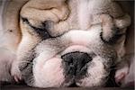 english bulldog puppy sleeping - 8 weeks old