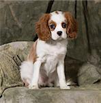 cavalier king charles spaniel puppy - blenheim 3 months old