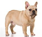 french bulldog standing isolated on white background