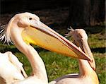 Closeup of the head of a pelican. Side view.