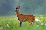 Photo of roe deer standing in a grass