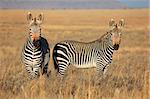Cape Mountain Zebras (Equus zebra) in grassland, Mountain Zebra National Park, South Africa