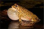 Male olive toad (Amietophrynus garmani) calling during the night, South Africa