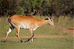 Male red lechwe antelope (Kobus leche) in natural environment, southern Africa