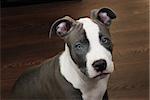 White and Grey Pitbull sitting on brown wooden floor