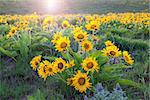 Arrow leaf Balsam root Wildflowers Blooming in Spring Along Columbia River Gorge