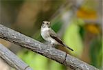 beatiful red-throated flycatcher(Ficedula parva) possing on the branch