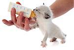 feeding siamese kitten in front of white background