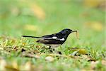 beautiful male oriental magpie-robin (Copsychus saularis) standing on dead tree