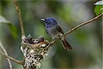 beautiful female black-nape monarch (Hypothymis azurea) protecting his youngs