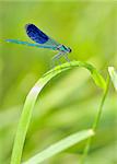 Dragonfly in natural background