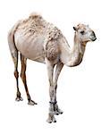 dromedary camel isolated on a white background