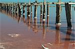 Surface of salt lake is multicolored. Woods stick out of the water.