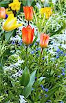 Beautiful red and yellow tulips  (close-up). Nature many-coloured background.