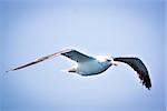 A cormorantl flies in the clear blue sky. Sunny.