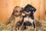 Two Russian Toy Terrier puppies  on a straw on a background of wooden boards
