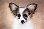 Portrait of a cute little puppy Papillon on a light brown background