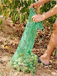 harvesting of nuts from a tree