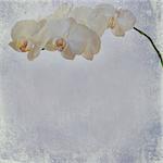 textured old paper background with white and magenta phalaenopsis orchid