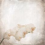 textured old paper background with white and magenta phalaenopsis orchid