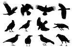 crow silhouettes on the white background