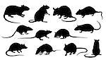 rat silhouettes on the white background