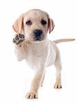 purebred puppy labrador retriever in a studio