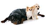 purebred puppy labrador retriever, chihuahua and rottweiler in a studio
