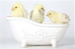 Cute Baby Chicks in a Bathtub