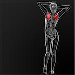 3d render ilustration of the female scapula bone -  back view