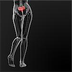 3d render illustration of the female sacrum bone - back view