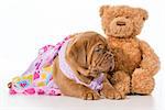 best friends - dogue de bordeaux puppy and teddy bear